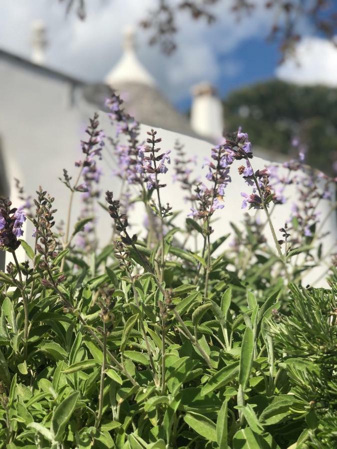 I Trulli Della Naturabio Martina Franca Exteriér fotografie